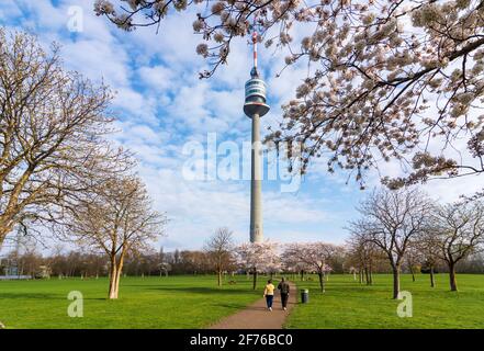 Wien, Vienne: Cerisiers en fleurs au parc Donaupark, Donauturm (Tour du Danube) en 22. Donaustadt, Wien, Autriche Banque D'Images