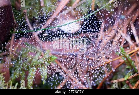 Des gouttes de rosée sur toile d'araignée sur le sol de la forêt Banque D'Images