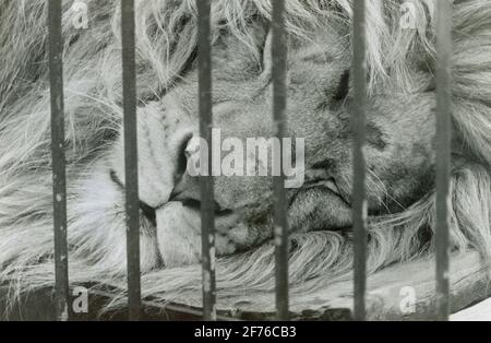 Un lion derrière les bars d'un zoo de Floride. Env. années 1970. Banque D'Images