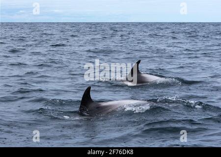 Dauphins à bec blanc (Lagenorhynchus albirostris), North Sea Off Bambule, Northumberland, Royaume-Uni Banque D'Images