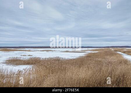 Paysage d'hiver avec un lac de tourbière développé. Banque D'Images