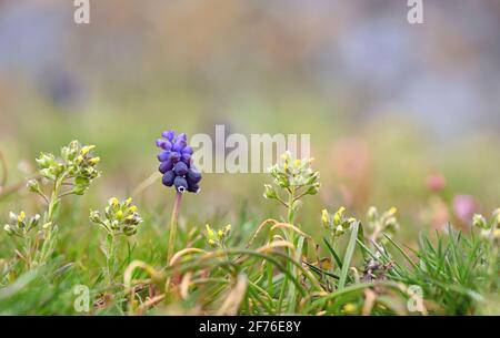 Jacinthe de raisin bleu, fleurs de Muscari armeniacum dans les montagnes Macin, Roumanie Banque D'Images