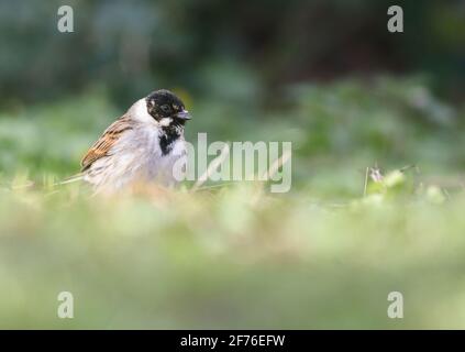 Un élégant mâle Reed Bunting se nourrissant dans un jardin de Northamptonshire Banque D'Images