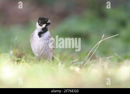 Un élégant mâle Reed Bunting se nourrissant dans un jardin de Northamptonshire Banque D'Images