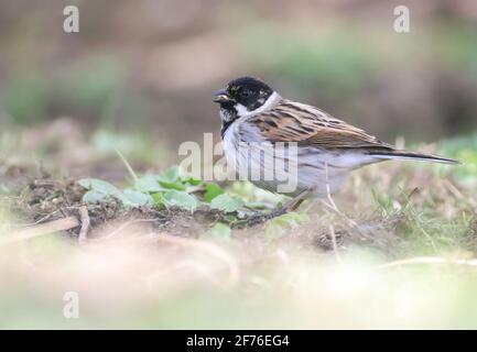 Un élégant mâle Reed Bunting se nourrissant dans un jardin de Northamptonshire Banque D'Images