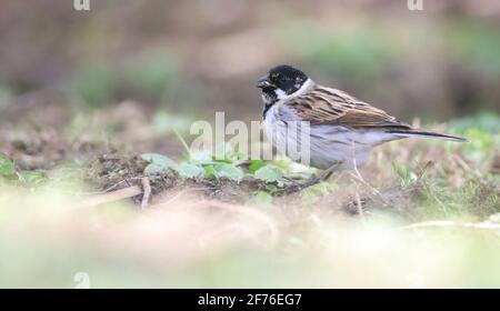 Un élégant mâle Reed Bunting se nourrissant dans un jardin de Northamptonshire Banque D'Images