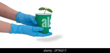 pot pour les plantules chez les femmes mains sur fond blanc. petit concombre sprout. mains dans des gants de ménage. Banque D'Images