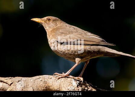 Blackbird, Turdus merula, perché sur une branche au soleil dans un jardin britannique, avril 2021 Banque D'Images