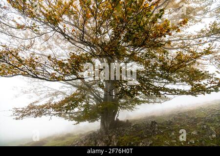 La chute des feuilles colore la saison d'automne dans la forêt. Forêt d'Otzarreta, Parc naturel de Gorbea, Bizkaia, Espagne Banque D'Images