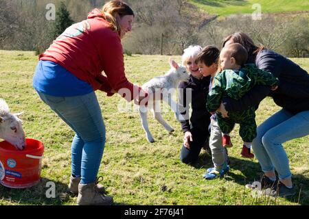 Femme paysanne au moment de l'agneaux montrant de l'agneau au petit garçon Et famille sur la ferme gallois au printemps Carmarthenshire pays de Galles Royaume-Uni Grande-Bretagne KATHY DEWITT Banque D'Images