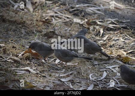 Brouille-jungle (Turdoides striata) oiseau commun – Delhi -inde. Banque D'Images