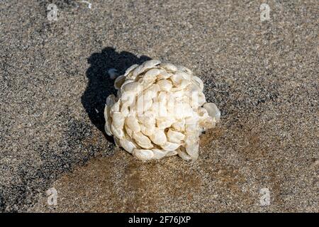 Des nuages d'oeufs de buccin (Buccinum undatum) se sont empais sur une plage de sable dans le sud du pays de Galles du Royaume-Uni, communément appelé savon de pêcheur ou boules de lavage de mer, sto Banque D'Images
