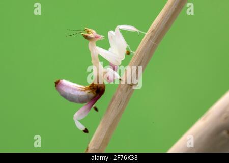 Une mantis d'orchidée grimpant un bâton, sur un fond d'écran vert Banque D'Images