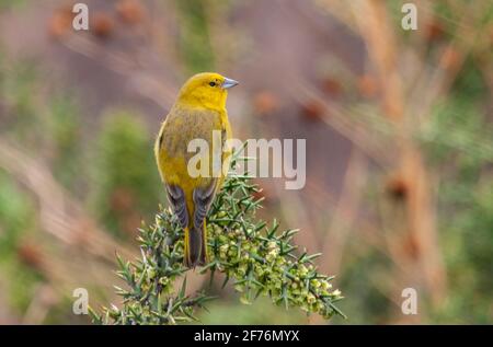 Jaune verdâtre-finch, Siclais olivascens, mâle adulte perché sur la végétation, Cusco, Pérou Banque D'Images