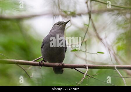 Oiseau-chat gris, Dumetella carolinensis, adulte perché sur une branche d'arbre, Zapata, Cuba Banque D'Images