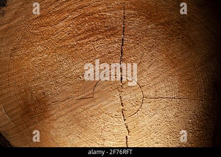 Couper un arbre. Log flétrisé. Épicéa fraîchement scié. Fissures dans la bûche coupée. Un arbre au soleil. Banque D'Images