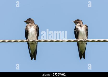 martin aux brises grises, Progne chalybea, deux oiseaux qui se prélavent tout en étant perchés sur un fil télégraphique, Trinité-et-Tobago Banque D'Images