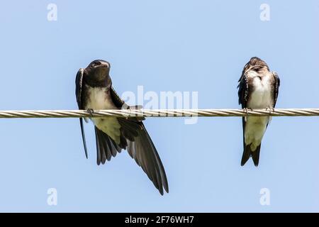 martin aux brises grises, Progne chalybea, deux oiseaux qui se prélavent tout en étant perchés sur un fil télégraphique, Trinité-et-Tobago Banque D'Images