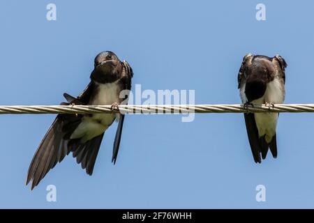 martin aux brises grises, Progne chalybea, deux oiseaux qui se prélavent tout en étant perchés sur un fil télégraphique, Trinité-et-Tobago Banque D'Images