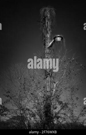 Photographie en noir et blanc d'un lampadaire en bois presque complètement surcultivé avec des mauvaises herbes et des vignes. Banque D'Images