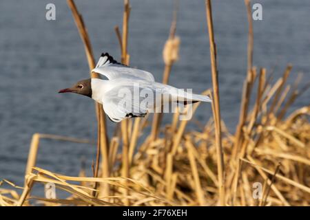 Mouette à tête noire Banque D'Images