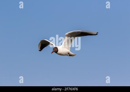 Mouette à tête noire Banque D'Images