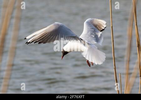 Mouette à tête noire Banque D'Images