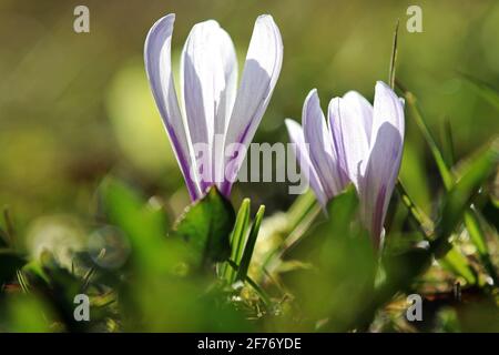 Gros plan de deux crocus violets et blancs qui fleurissent un pré au printemps Banque D'Images