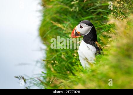 Célèbre oiseau faroois - puffin sur le bord de la côte herbacée de l'île de Féroé Mykines dans l'océan Atlantique. Îles Féroé, Danemark. Photographie animale Banque D'Images