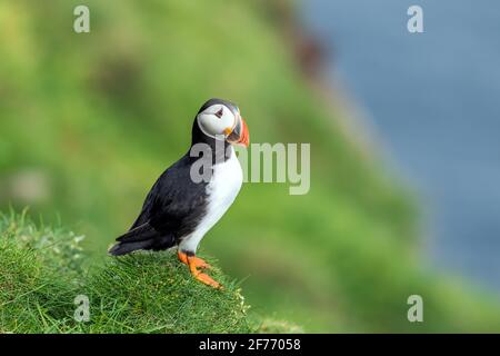 Célèbre oiseau faroois - puffin sur le bord de la côte herbacée de l'île de Féroé Mykines dans l'océan Atlantique. Îles Féroé, Danemark. Photographie animale Banque D'Images