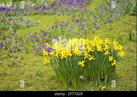 Belle vue sur un bouquet de fleurs de jonquille jaune de printemps (Narcissus) croissant parmi des crocodiles colorés dans le parc vert de St Stephens, Dublin, Irlande Banque D'Images