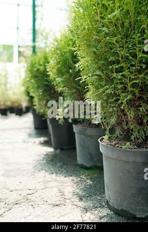Rangée d'énormes pots d'argile ou de céramique avec sol et semis de buissons à feuilles persistantes debout sur le sol de serre contemporaine Banque D'Images
