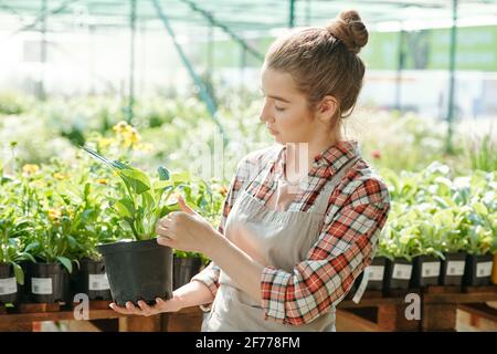 Vue latérale d'une jeune femme travaillant dans une serre contemporaine grand pot de fleurs noir avec plante verte et touchant ses feuilles Banque D'Images