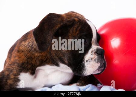 Boxer nex à une balle Banque D'Images