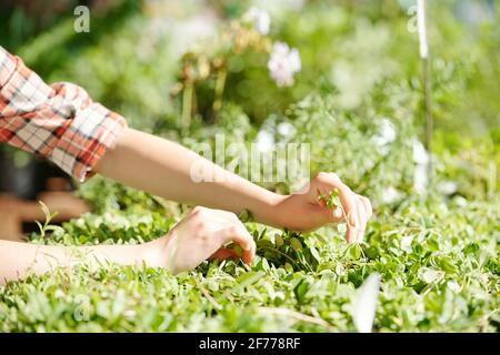 Les mains de jeunes agricultrices ou de la travailleuse de la prise de serre soin de la croissance des plantes vertes ou des semis tout en touchant un d'entre eux Banque D'Images