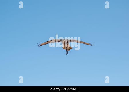 Plusieurs aigles d'or (Aquila chrysaetos) Banque D'Images