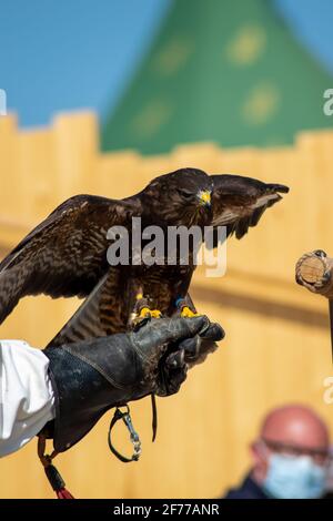 Plusieurs aigles d'or (Aquila chrysaetos) Banque D'Images