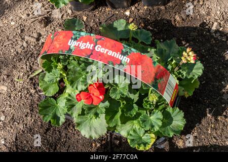 Plateau de géraniums verticaux rouges, plantes en bouchon, prêt pour la plantation, printemps, Royaume-Uni Banque D'Images
