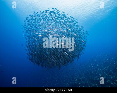 Ballon d'appât, école de poissons dans les eaux turquoise du récif de corail dans la mer des Caraïbes, Curaçao Banque D'Images