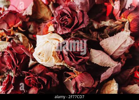 Grand et beau bouquet de roses rouges et blanches séchées sur une table en bois blanc dans le style de la Provence. Vue de dessus, gros plan. Banque D'Images