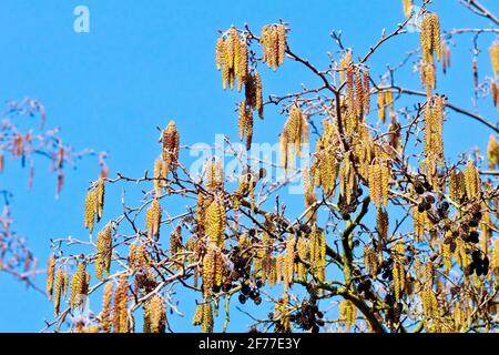 Chatons aulnes (alnus glutinosa), montrant une masse de chatons mâles qui croissent avec les cônes de semences de l'année dernière sur les hautes branches d'un arbre contre un ciel bleu. Banque D'Images