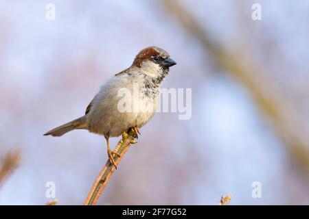 Bruant domestique, (Passer domesticus), Bruant mâle Banque D'Images