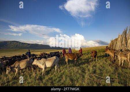 Tanzanie, Ngorongoro, région d'Arusha, Boma Mokila, zone de conservation de Ngorongoro, Les bergers de Massai amenant les vaches à l'intérieur du Boma à la fin de la journée Banque D'Images