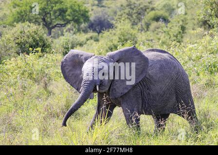 Tanzanie, AMM (zone de gestion de la faune) de Randilen, district de Monduli, région d'Arusha, un éléphant Banque D'Images