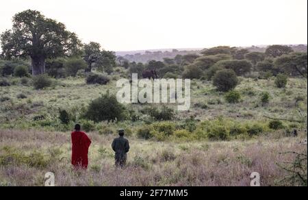 La Tanzanie, l'AMM (zone de gestion de la faune) de Randilen, le Massai (peuple autochtone) et les Rangers travaillent ensemble pour protéger la faune Banque D'Images