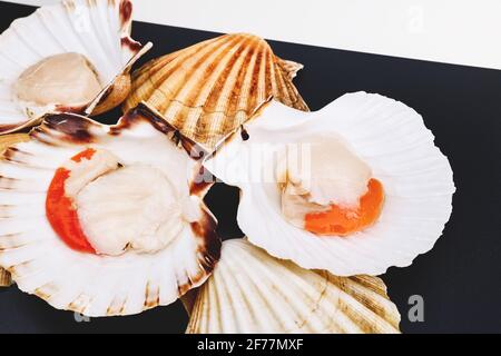 Coquilles Saint-Jacques crues sur fond noir. Fruits de mer méditerranéens. Mollusques frais. Aequipecten opercularis. Jacobaeus Pecten Banque D'Images