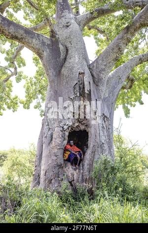 Tanzanie, WMA (zone de gestion de la faune) de Randilen, la zone de protection de la faune de Randilen est connue pour ses baobabs, certains sont creux à l'intérieur Banque D'Images