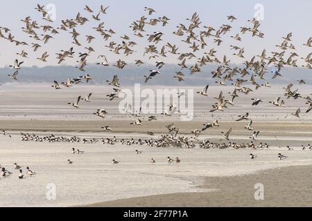 France, somme, Baie de somme, le Crotoy, plages de la Maye, Réserve naturelle de la Baie de somme, UN sort froid fait que les oiseaux se rassemblent dans la baie tandis que les étangs intérieurs sont gelés, de beaux rassemblements de Pilets et de canards Sifler sont observés, accompagnés parfois de Tadornes de Belon Banque D'Images