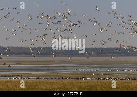 France, somme, Baie de somme, le Crotoy, plages de la Maye, Réserve naturelle de la Baie de somme, UN sort froid fait que les oiseaux se rassemblent dans la baie tandis que les étangs intérieurs sont gelés, de beaux rassemblements de Pilets et de canards Sifler sont observés, accompagnés parfois de Tadornes de Belon Banque D'Images