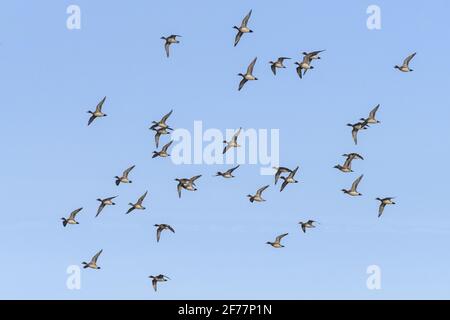 France, somme, Baie de somme, le Crotoy, plages de la Maye, Réserve naturelle de la Baie de somme, UN sort froid fait que les oiseaux se rassemblent dans la baie tandis que les étangs intérieurs sont gelés, de beaux rassemblements de Pilets et de canards Sifler sont observés, accompagnés parfois de Tadornes de Belon Banque D'Images